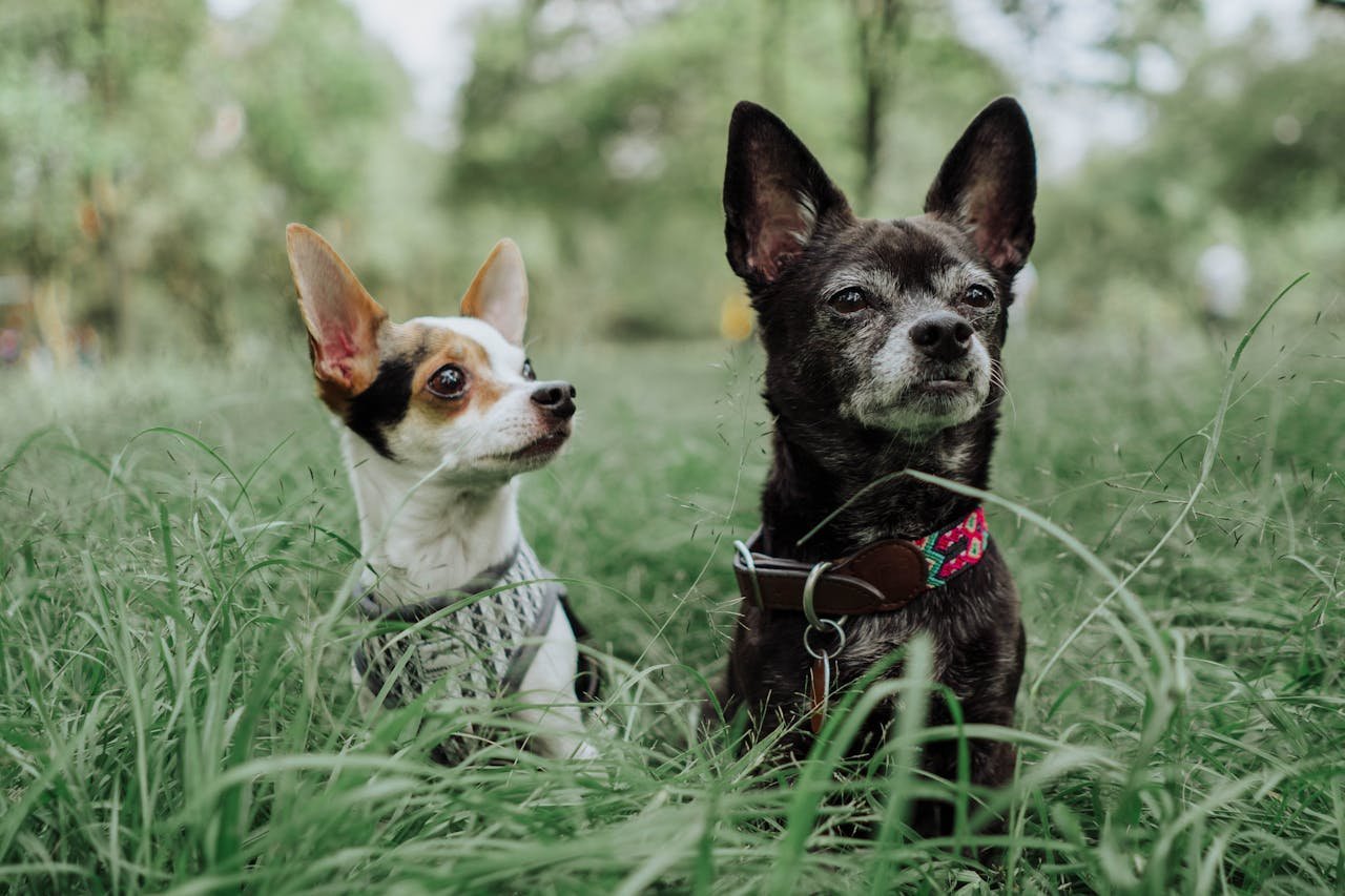 Mascotas
